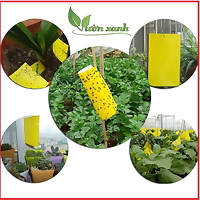 Miếng dính bẫy ruồi vàng, côn trùng dùng cho vườn lan, cây ăn trái KT 21x38cm
